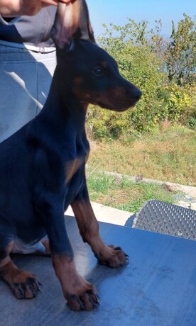 stenci-dobermana-big-4