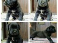 cane-corso-stenci-small-1