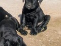 cane-corso-stenci-small-4