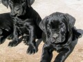 cane-corso-stenci-small-2