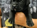 cane-corso-stenci-small-3