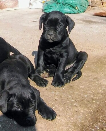 cane-corso-stenci-big-4