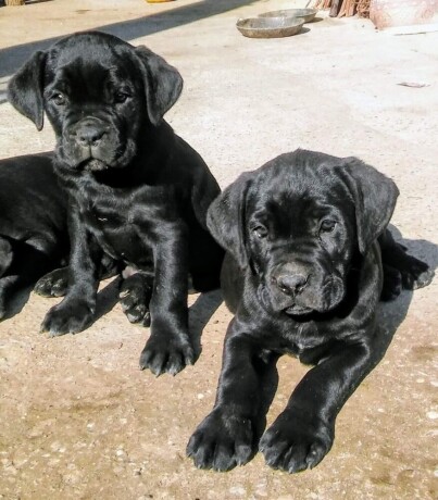 cane-corso-stenci-big-2