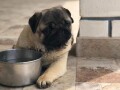 mops-small-1