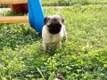 mops-small-4