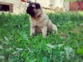 mops-small-2