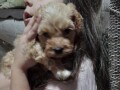 pudla-maltipoo-small-4