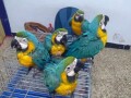 hyacinth-macaw-for-sale-blue-and-gold-macaw-for-sale-african-gray-parrots-for-sale-small-0