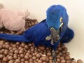 hyacinth-macaw-for-sale-blue-and-gold-macaw-for-sale-african-gray-parrots-for-sale-small-1