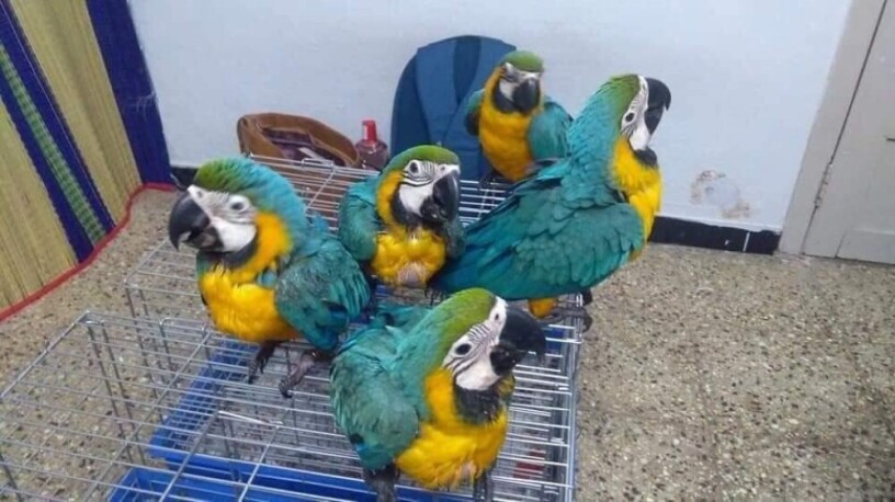 hyacinth-macaw-for-sale-blue-and-gold-macaw-for-sale-african-gray-parrots-for-sale-big-0