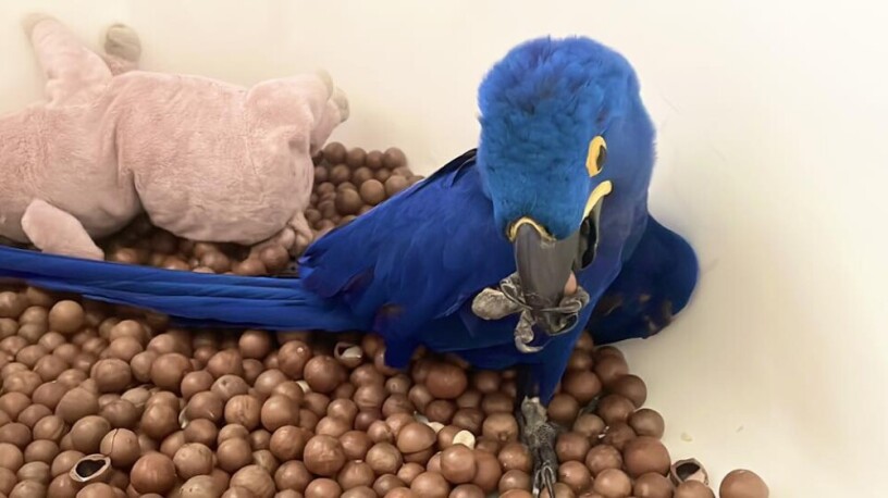 hyacinth-macaw-for-sale-blue-and-gold-macaw-for-sale-african-gray-parrots-for-sale-big-1