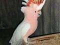 major-mitchell-cockatoo-for-sale-rose-breasted-cockatoo-for-sale-umbrella-cockatoo-for-sale-small-2