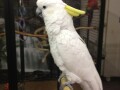 major-mitchell-cockatoo-for-sale-rose-breasted-cockatoo-for-sale-umbrella-cockatoo-for-sale-small-3