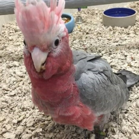 major-mitchell-cockatoo-for-sale-rose-breasted-cockatoo-for-sale-umbrella-cockatoo-for-sale-big-1