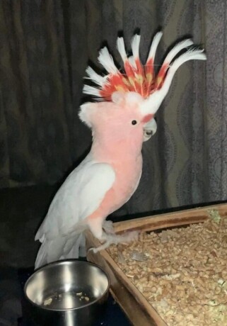 major-mitchell-cockatoo-for-sale-rose-breasted-cockatoo-for-sale-umbrella-cockatoo-for-sale-big-2