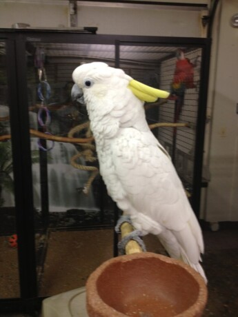 major-mitchell-cockatoo-for-sale-rose-breasted-cockatoo-for-sale-umbrella-cockatoo-for-sale-big-3