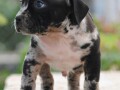 american-bully-xl-small-4