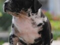 american-bully-xl-small-2