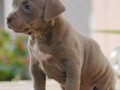 american-bully-xl-small-1