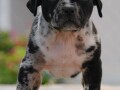 american-bully-xl-small-0