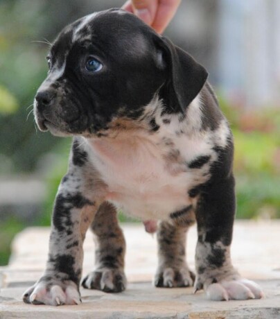 american-bully-xl-big-4