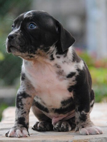 american-bully-xl-big-2