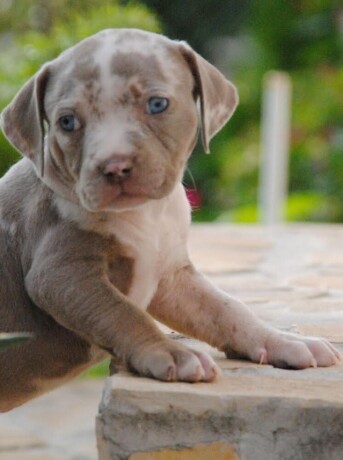 american-bully-xl-big-3