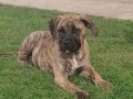 presa-canario-small-1