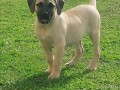 presa-canario-small-4