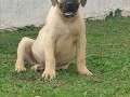 presa-canario-small-0