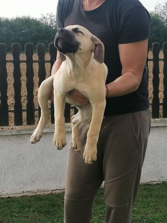 presa-canario-big-3