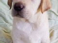 labrador-retriver-small-1