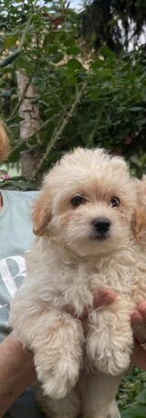 maltipoo-prelepog-izgleda-big-4