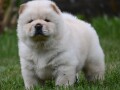 cau-cau-chow-chow-small-3