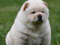 cau-cau-chow-chow-small-0