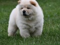 cau-cau-chow-chow-small-1