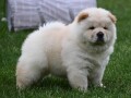 cau-cau-chow-chow-small-2