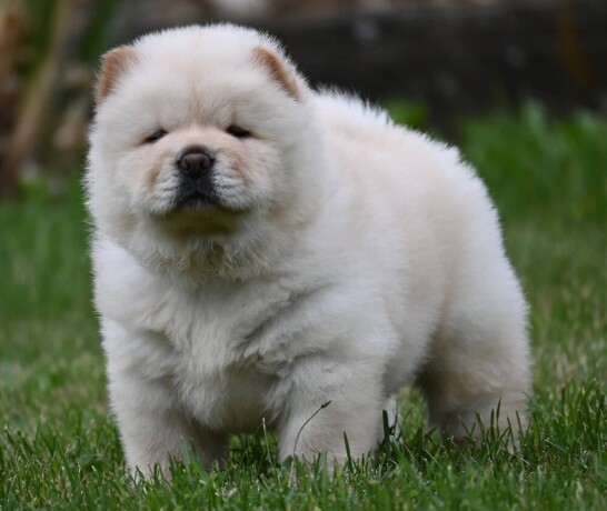 cau-cau-chow-chow-big-3