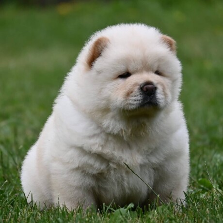 cau-cau-chow-chow-big-0