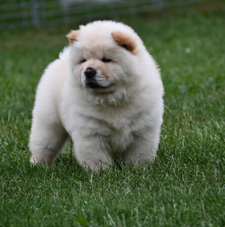 cau-cau-chow-chow-big-1