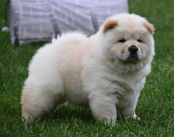 cau-cau-chow-chow-big-2