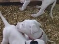 dogo-argentino-povoljno-small-0