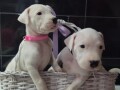 dogo-argentino-povoljno-small-3