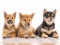 prodajem-shiba-inu-stence-small-2