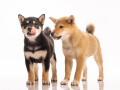 prodajem-shiba-inu-stence-small-3