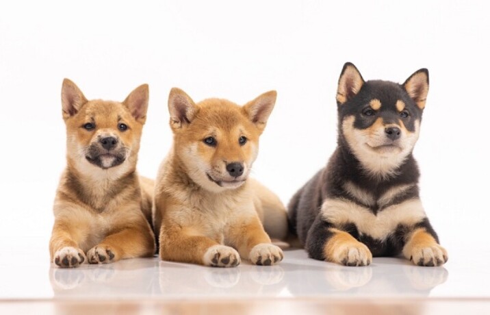 prodajem-shiba-inu-stence-big-2