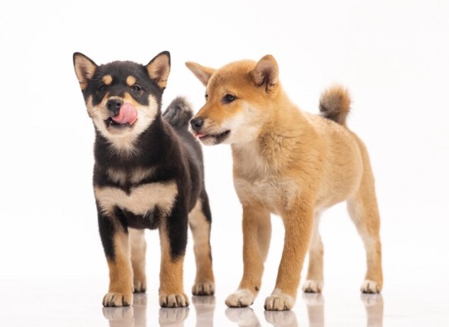 prodajem-shiba-inu-stence-big-3