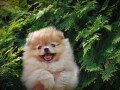 beautiful-puppies-boo-pomerance-small-1