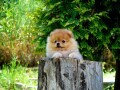 beautiful-puppies-boo-pomerance-small-3