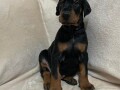 stenci-dobermana-small-1